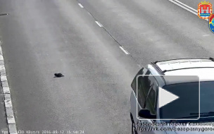 Добросердечный калининградец спас котейку от верной смерти под колесами машин