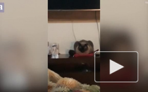 Видео: в Бразилии кот выключил будильник хозяйки