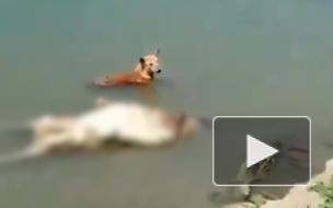 В реке Ганг в Индии обнаружили десятки тел жертв COVID-19