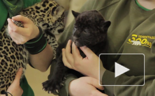 Родившихся в Петербурге малышей-ягуаров разлучили навсегда