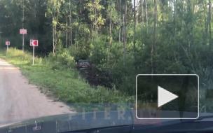 Видео: легковушка съехала в кювет в поселке Ильичево Ленобласти