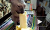 Кошка-пожирательница бананов