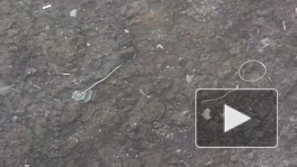 Из-за теплой погоды в Петербурге загорелся торф