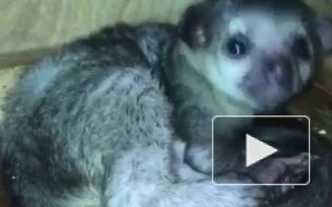 В Челябинском зоопарке появился необычный "медовый" питомец