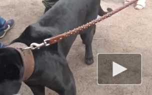 Видео: на Невской губе задержали участников жестокой фотосессии с чёрной пантерой