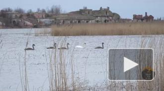 На Неве впервые за 25 лет заметили лебедей