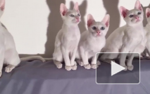 Шведы выясняли 11 преимуществ жизни с кошками