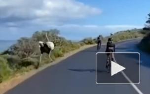 Видео из Южной Африки: Страус устроил гонки с велогонщиками 