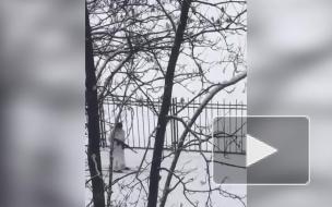 В Невском районе заметили лыжников с автоматами