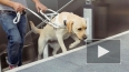 Петербургское метро открыло двери для слепых с собаками-...