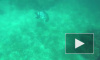 Видео: На Багамах акула укусила дайвера за голову