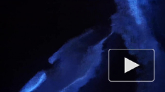 Калифорнийский фотограф заснял "световое шоу" дельфинов