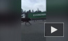 Петербуржцы сняли на видео быка, бегущего по КАД