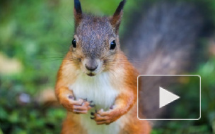 Сын судьи, застреливший белку на Елагином острове, амнистирован