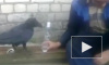 Алкаш-матерщинник, споивший ворону, возмутил зоозащитников