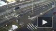 Видео: На Гатчинском шоссе внедорожник сбил собаку