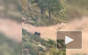 Медведь погнался за едущим по горной дороге велосипедистом