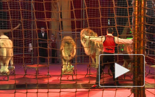  Дрессировщик показал удивительное шоу, оставшись наедине со львами