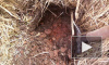 В лесу под Ростовом обнаружили тело двухлетнего ребенка