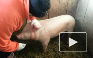 Свинья из Ленобласти похудела до костей, питаясь на минимальную зарплату