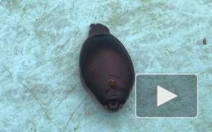 Нерпёнок Шлиссик обрел дом в центре спасения тюленей в Петербурге