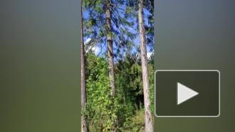 Игривая белка едва не загнала домашнего кота на верхушку ели