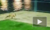 Видео из Москвы: В Чертаново бегают лисы