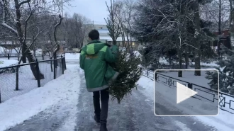 Изъятые с незаконных базаров елки будут передавать в Ленинградский зоопарк