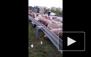 Видео: под Харьковом перевернулся грузовик со свиньями, звери разбежались