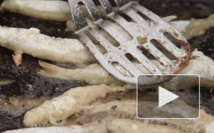 В Петербурге 16 и 17 мая проходит "Праздник корюшки 2015": много жареной рыбы, веселья и весеннего позитива