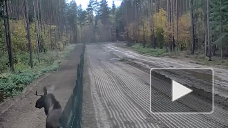 Появилось видео, как лось "перепрыгнул" литовско-белорусскую границу  