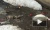 Лебедь, очищающий реку от мусора, попал на видео
