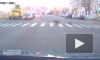 "Всем ребятам пример": Дворняга с щенками переходит дорогу на "зеленый" по переходу в Брянске