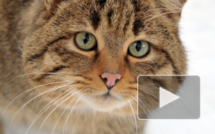 На Малой Садовой украли символ Петербурга — кошку Василису