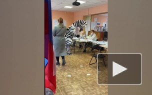 Марти из "Мадагаскара" проголосовал на выборах в Петербурге
