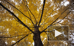 На выставке "Восемь скромниц" показали, чем занимаются женщины по вечерам