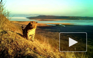 Во Владивостоке в объект фотоловушки попали краснокнижные леопард и тигр 
