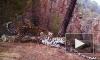 "Объятия" редких леопардов впервые попали на видео в нацпарке Приморья
