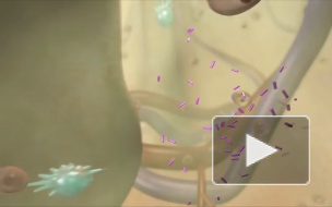 Врачи предупредили об угрозе туберкулеза из-за курения кальяна