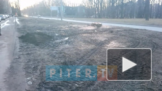 Видео: петербуржцы пожаловались на бессмысленную вырубку деревьев в Красносельском районе