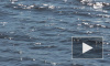 В водах Финского залива стреляют водолазы
