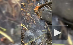 На берегу Нижнего Большого Суздальского озера обнаружили странную рыбу