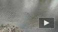 Появилось видео, как охотится балтийская нерпа в речке Т...
