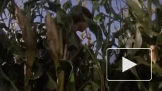 Завершились съемки экранизации романа Кинга "Дети кукурузы"