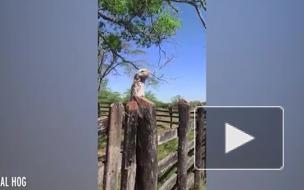 Женщина сняла на видео "птицу-призрака" с огромным ртом