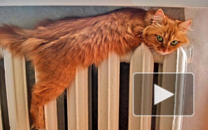 Смольный решил согреть петербуржцев: периодическое подтапливание начнется 20 сентября