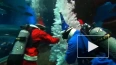 В аквариуме петербургского океанариума установили ёлку