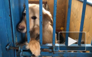 Петербуржцы стали чаще брать животных из приютов на карантине: репортаж Piter.TV