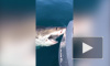 Смелое видео из Австралии: рыбак вступил в бой с акулой
