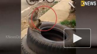 Обезьяна пять дней не выпускала из объятий погибшего детеныша